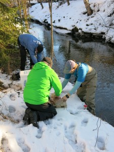 Mätirasiaistutus 2016 4